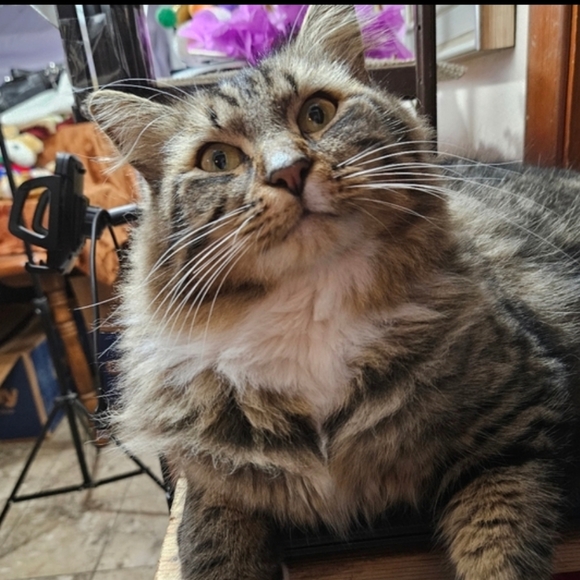 LIVE SHOW NOTIFICATION @jems_menagierie - Picture 9 of 11